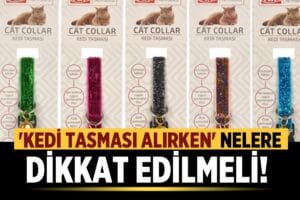 Kedi Ürünleri (Tasması, Taşıma Çantası, Yatağı) Alırken Nelere Dikkat Edilmeli?