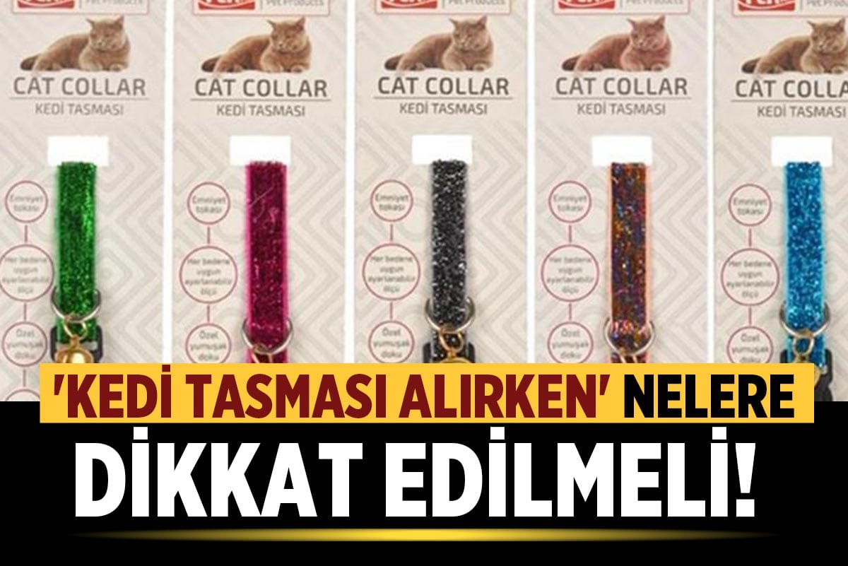 Kedi Ürünleri (Tasması, Taşıma Çantası, Yatağı) Alırken Nelere Dikkat Edilmeli?