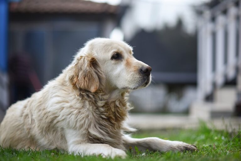 Köpek Sahiplenmek İsteyenlere İpuçları