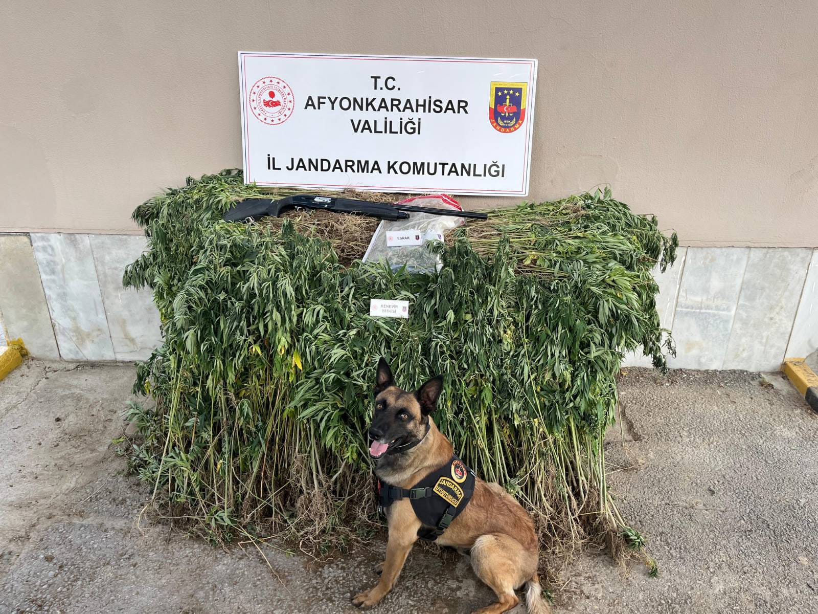 Sultandağı ilçesinde yasa dışı kenevir yetiştiren iki kişi yakalandı. Binlerce