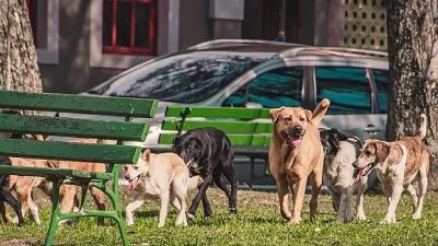 Sahipsiz sokak hayvanları için kısırlaştırma şart! 16 Ağustos Uluslararası Evsiz