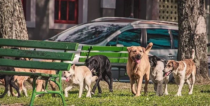Sahipsiz sokak hayvanları için kısırlaştırma şart! 16 Ağustos Uluslararası Evsiz