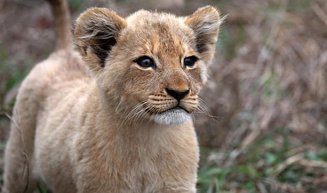 Tarım ve Orman Bakanlığı’ndan yapılan açıklamaya göre, İstanbul’un Tuzla ilçesinde bir