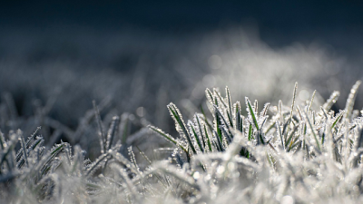 Tarım ve Orman Bakanı Yumaklı, zirai don nedeniyle ürünleri hasar