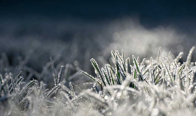 Tarım ve Orman Bakanı Yumaklı, zirai don nedeniyle ürünleri hasar