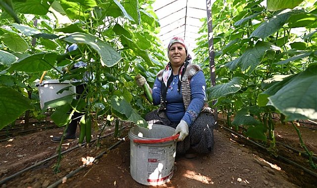 Mersin Büyükşehir Belediyesi tarafından Aydıncık’ta tarımsal üretimi desteklemek amacıyla hayata