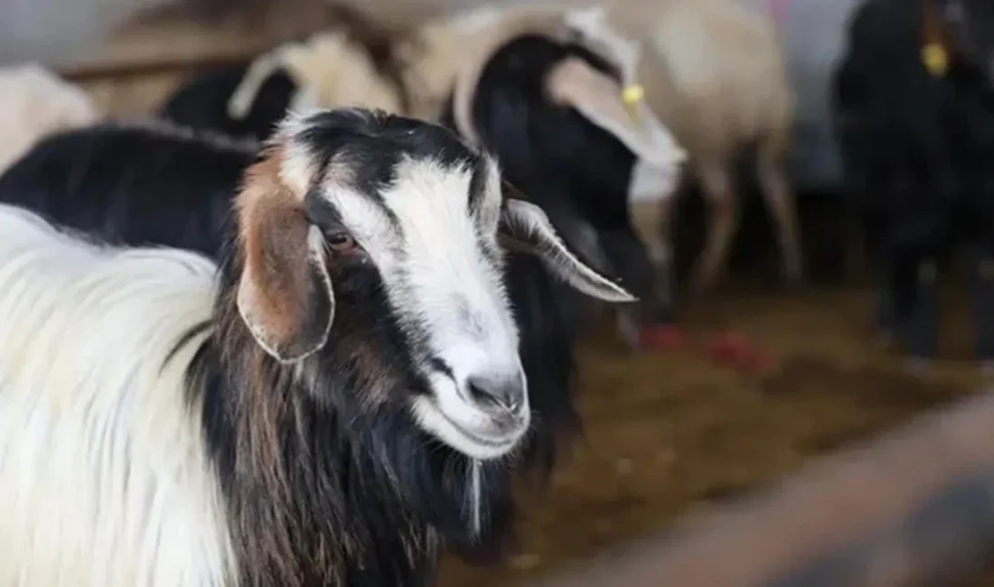 Kamuoyunu yakından ilgilendiren bu haberde, 2026 Kurban Bedelleri Belli Oldu