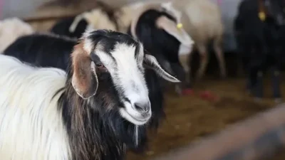 Kamuoyunda büyük yankı uyandıran bu haberde, 2026 Kurban Bedelleri Belli