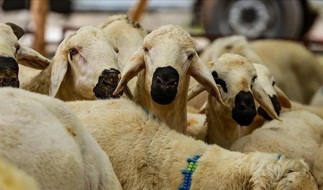 Kamuoyunda büyük yankı uyandıran bu haberde, Kurban bedelleri belli oldu
