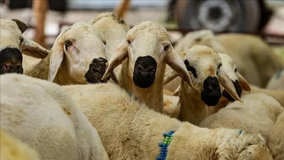 Kamuoyunda büyük yankı uyandıran bu haberde, Kurban bedelleri belli oldu