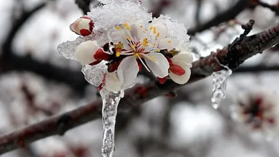 Yetkili kaynaklardan gelen bilgilere göre, 42 İl İçin Sarı Kodlu