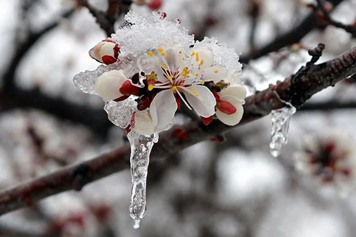 Yetkili kaynaklardan gelen bilgilere göre, 42 İl İçin Sarı Kodlu