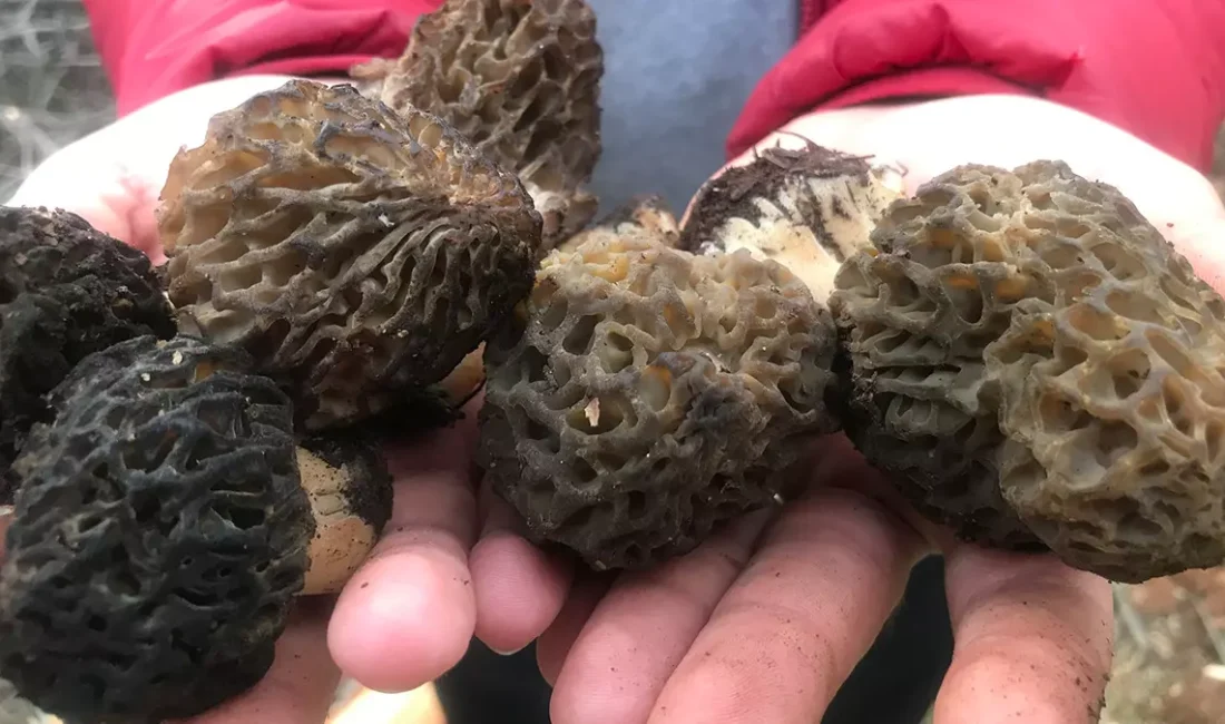 Yapılan açıklamalar doğrultusunda, Akseki’de Kuzugöbeği Sezonu Başladı: Altın Değerinde Mantarın