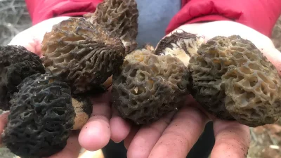 Yapılan açıklamalar doğrultusunda, Akseki’de Kuzugöbeği Sezonu Başladı: Altın Değerinde Mantarın