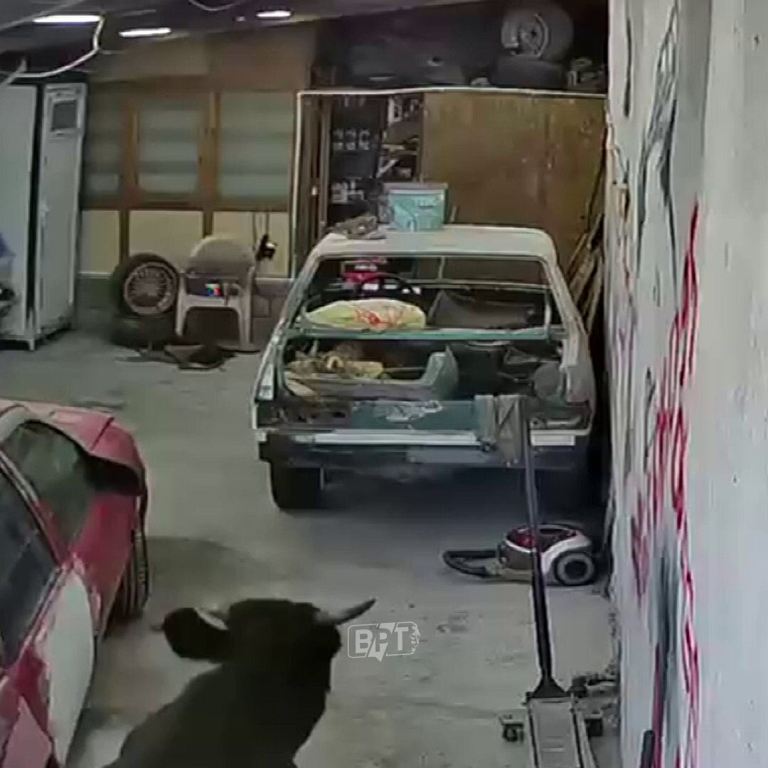 Kamuoyunda büyük yankı uyandıran bu haberde, Elmadağ’da ilginç olay: Danalar