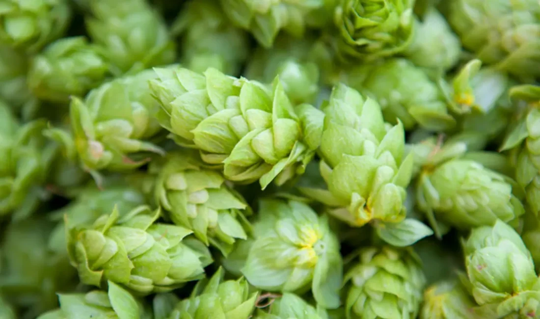 Yetkili kaynaklardan gelen bilgilere göre, Tarladaki Altın Değersiz Görülüyor Bilecik’in