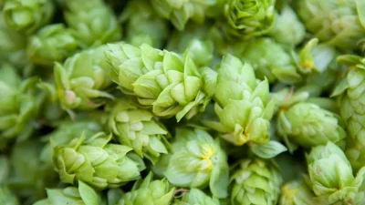 Yetkili kaynaklardan gelen bilgilere göre, Tarladaki Altın Değersiz Görülüyor Bilecik’in