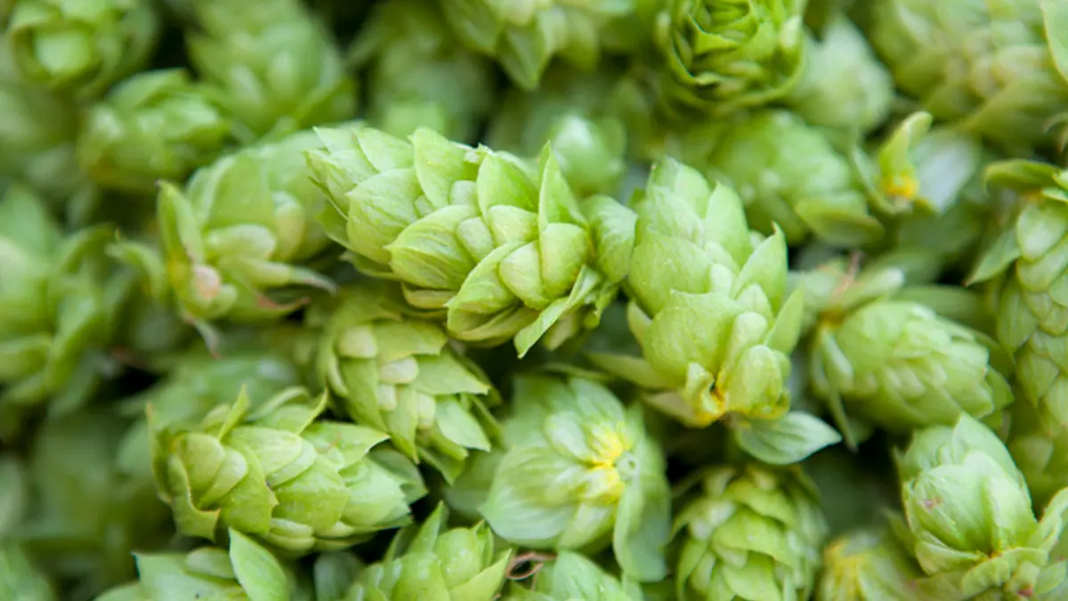 Yetkili kaynaklardan gelen bilgilere göre, Tarladaki Altın Değersiz Görülüyor Bilecik’in