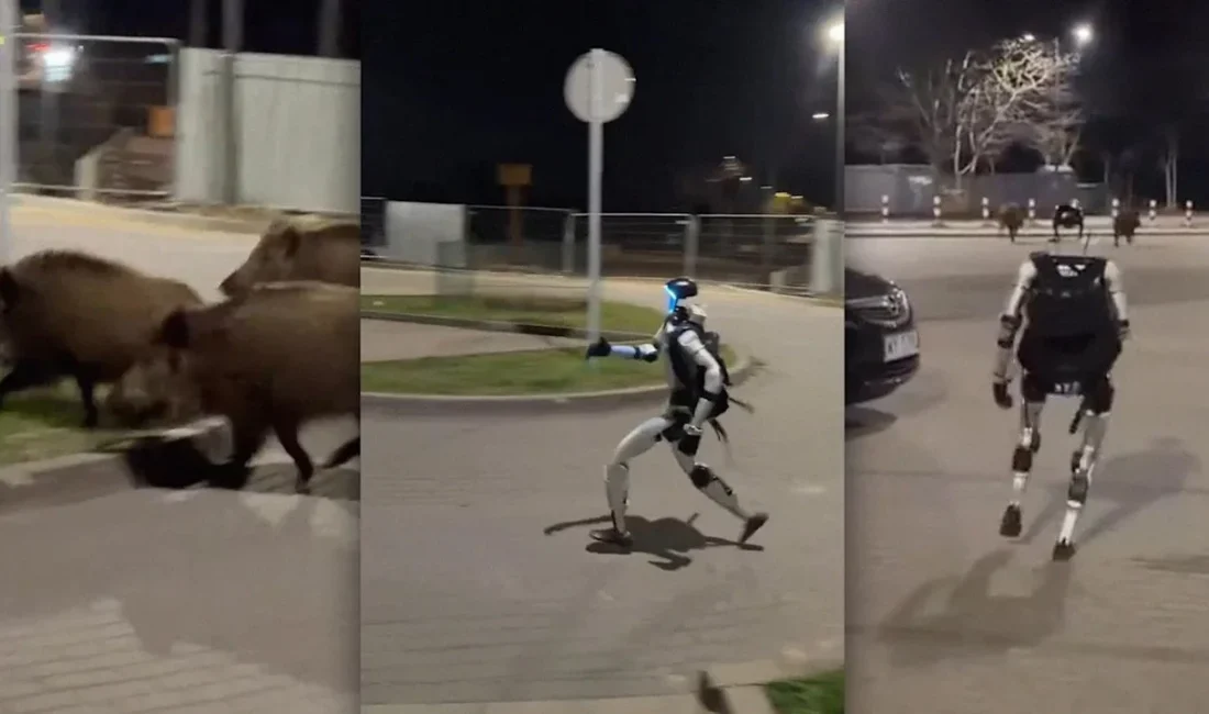 Tüm gözlerin çevrildiği bu gelişmede, İnsansı robot yaban domuzlarını şehirden