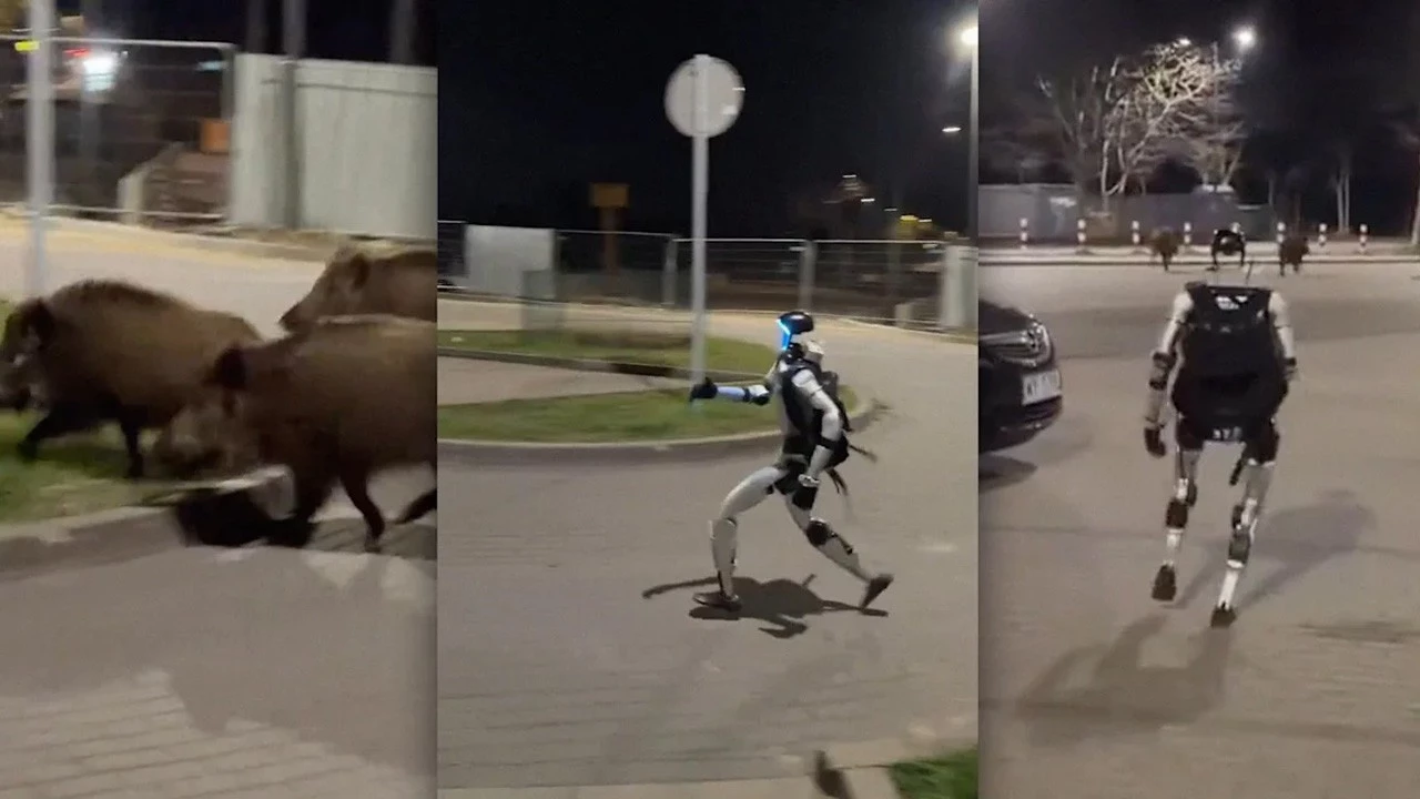Tüm gözlerin çevrildiği bu gelişmede, İnsansı robot yaban domuzlarını şehirden