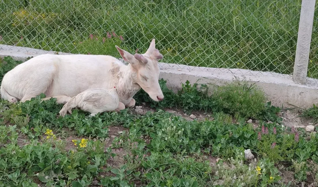 Tüm gözlerin çevrildiği bu gelişmede, Kuğu Gibi Bembeyaz Bir Geyik