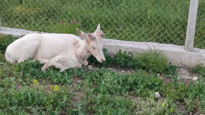 Tüm gözlerin çevrildiği bu gelişmede, Kuğu Gibi Bembeyaz Bir Geyik