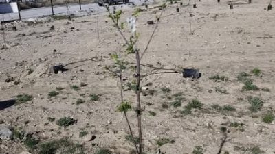 Yetkili kaynaklardan gelen bilgilere göre, Emirdağ Belediyesi, ilçe genelinde başlattığı