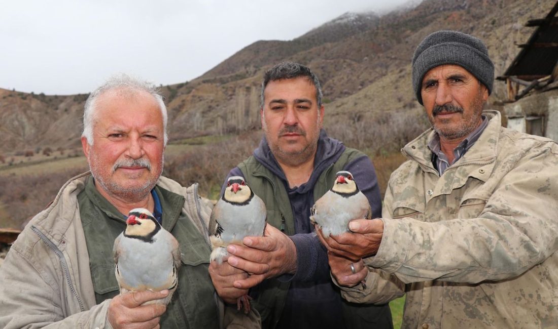 Erzurum Oltu’da 350 Keklik Halkalandı: Popülasyon Envanteri için son adım atıldı Yapılan açıklamalar doğrultusunda, Keklik Popülasyonu İçin Kapsamlı Sahra Çalışması Erzurum’un