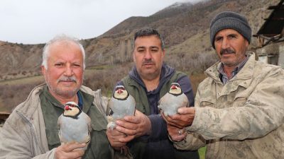 Yapılan açıklamalar doğrultusunda, Keklik Popülasyonu İçin Kapsamlı Sahra Çalışması Erzurum’un