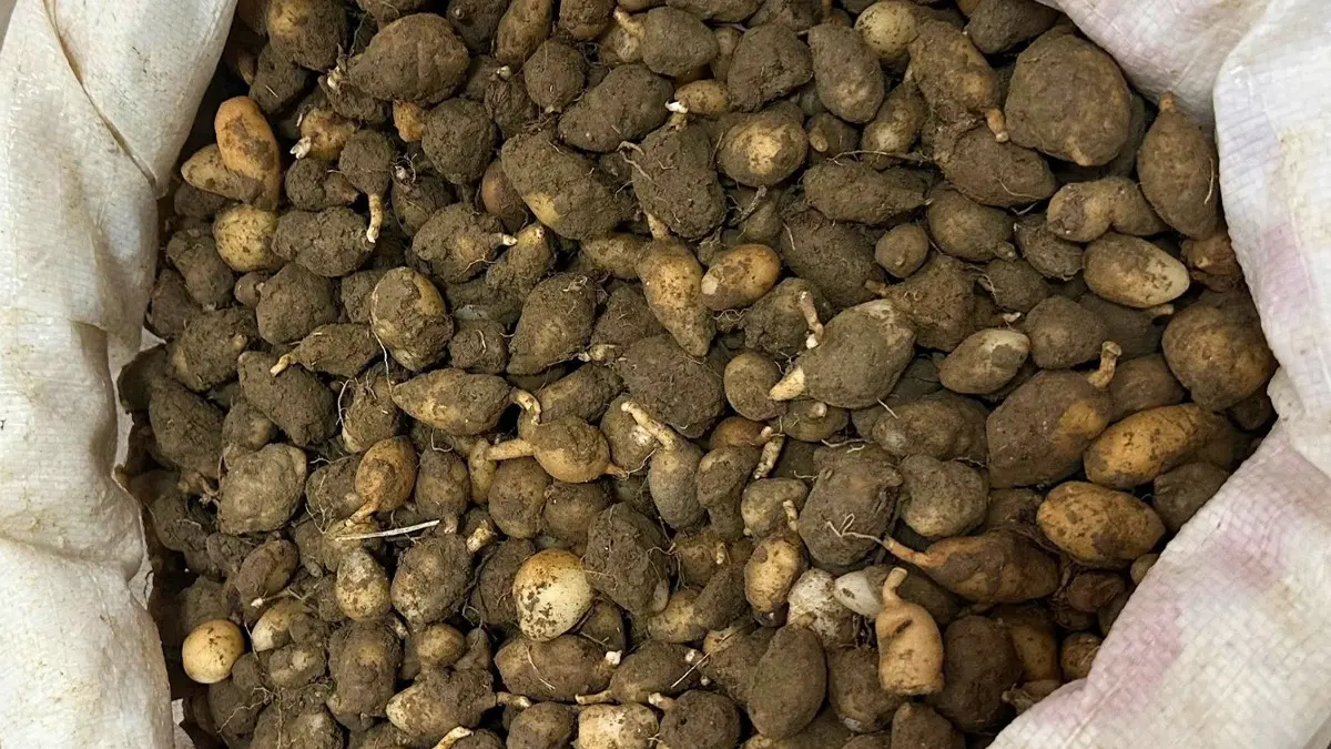 Gebze’de Salep Orkidesi Kaçakçılığı: 700 Bin Liralık Cezaya Çarptırıldı