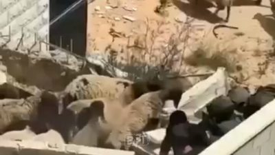 Yetkili kaynaklardan gelen bilgilere göre, Batı Şeria’da Yeni Bir İnsan