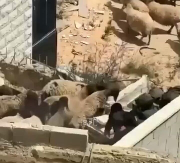 Yetkili kaynaklardan gelen bilgilere göre, Batı Şeria’da Yeni Bir İnsan