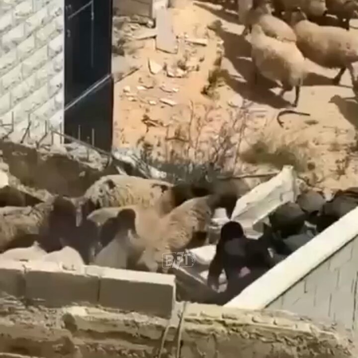 Yetkili kaynaklardan gelen bilgilere göre, Batı Şeria’da Yeni Bir İnsan