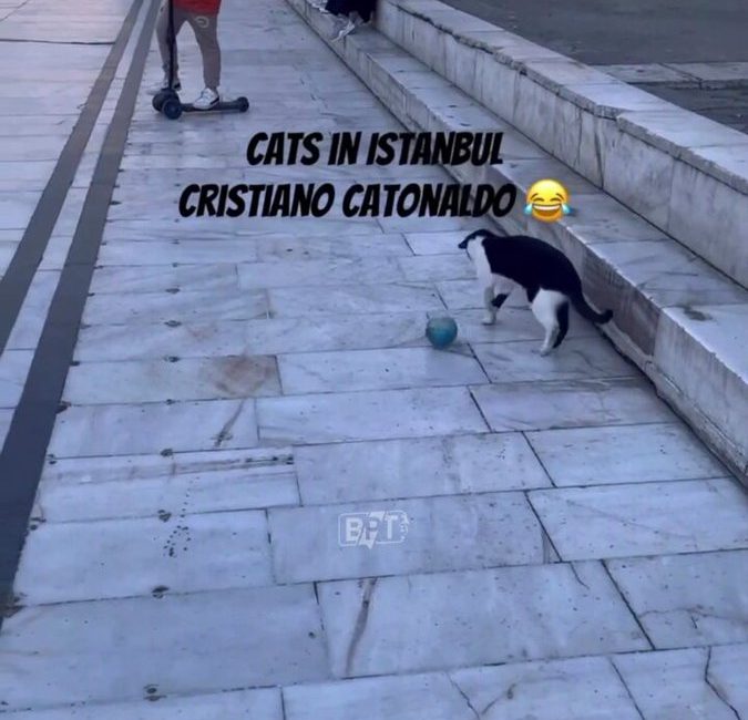 İstanbul’da Kedi Çocuklarla Futbol Oynadı: Sokakta Sevimli Dostluk Kamuoyunu yakından ilgilendiren bu haberde, Mahalle Sahasında Beklenmedik Oyuncu İstanbul’un