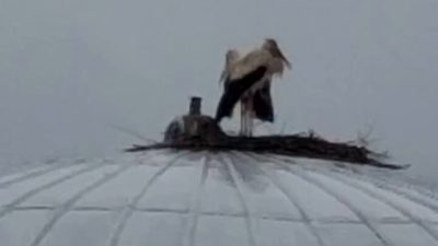 Son dakika bilgilerine göre, Karabük’te Cami Kubbesine Leylek Yuvası Karabük’te