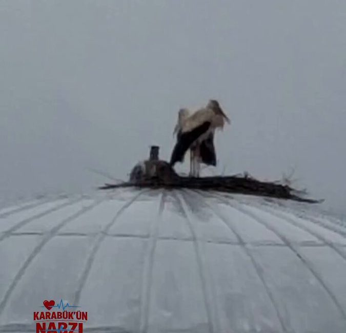 Son dakika bilgilerine göre, Karabük’te Cami Kubbesine Leylek Yuvası Karabük’te