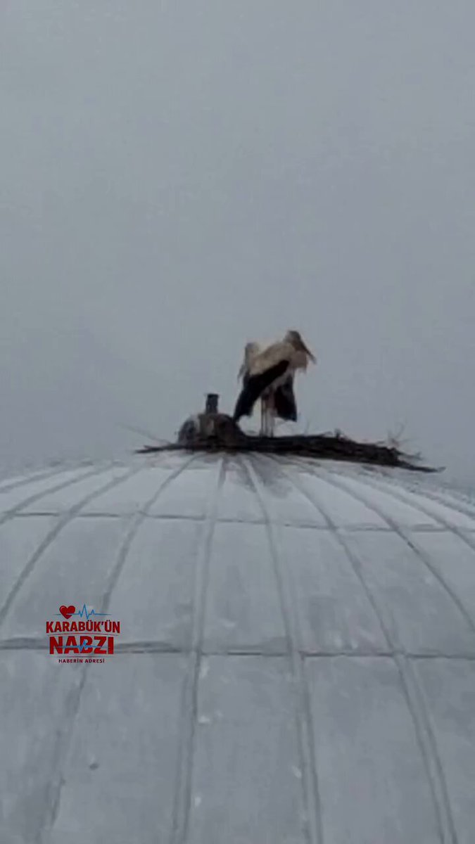 Son dakika bilgilerine göre, Karabük’te Cami Kubbesine Leylek Yuvası Karabük’te