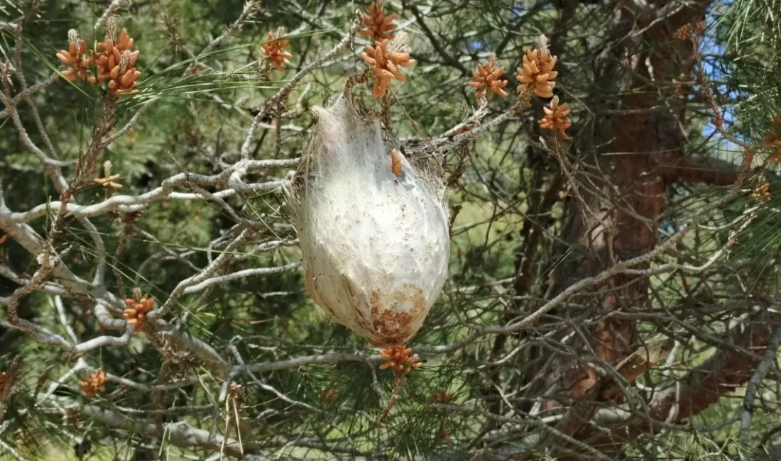 Yetkili kaynaklardan gelen bilgilere göre, Ormanlık Alanda Çam Kese Böceği