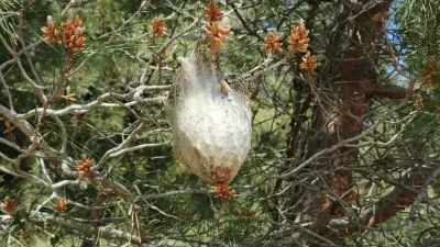 Yetkili kaynaklardan gelen bilgilere göre, Ormanlık Alanda Çam Kese Böceği