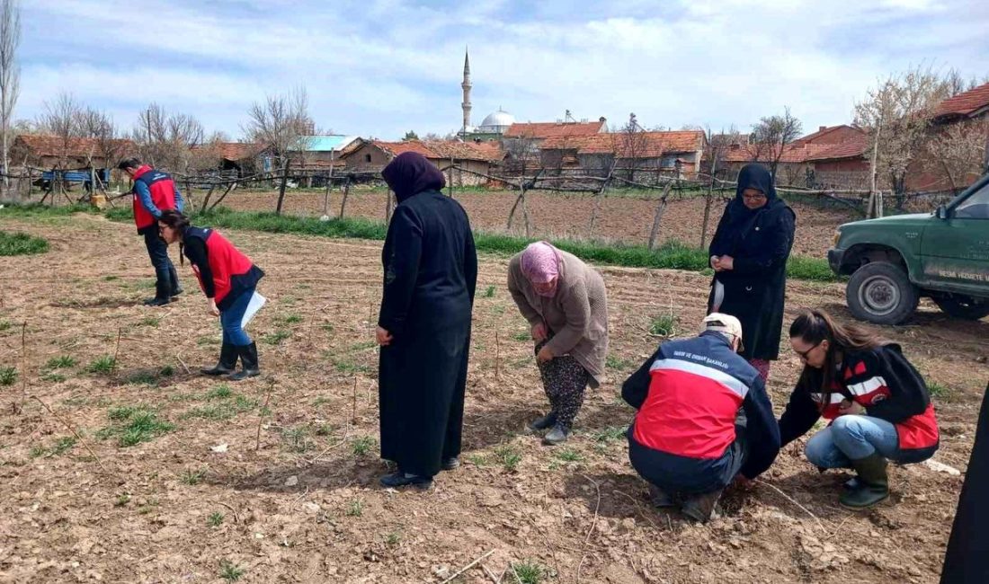 Kütahya’da Ahududu Üreticilerine %75 Hibe ve Eğitim Son dakika bilgilerine göre, Kütahya’da Tarımsal Kalkınma Hamlesi Kütahya İl