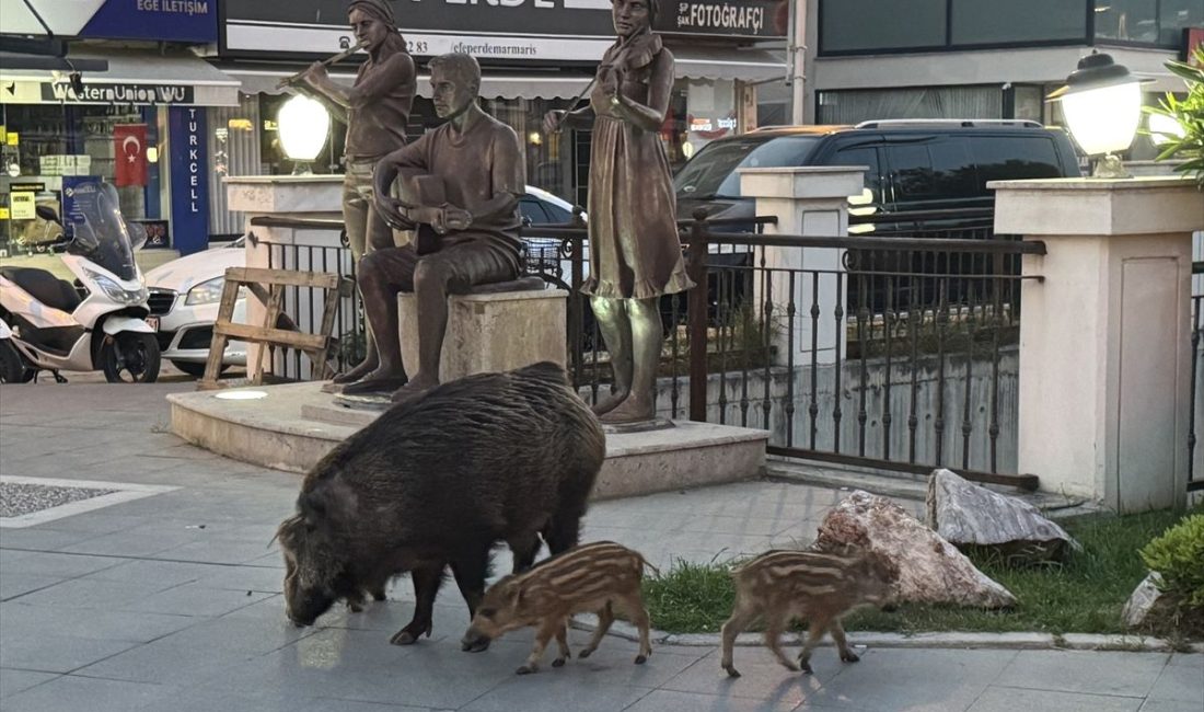 Son dakika bilgilerine göre, Yaban domuzları yiyecek bulmak için şehir