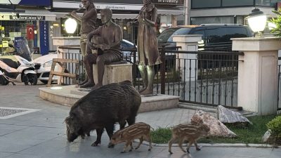 Son dakika bilgilerine göre, Yaban domuzları yiyecek bulmak için şehir