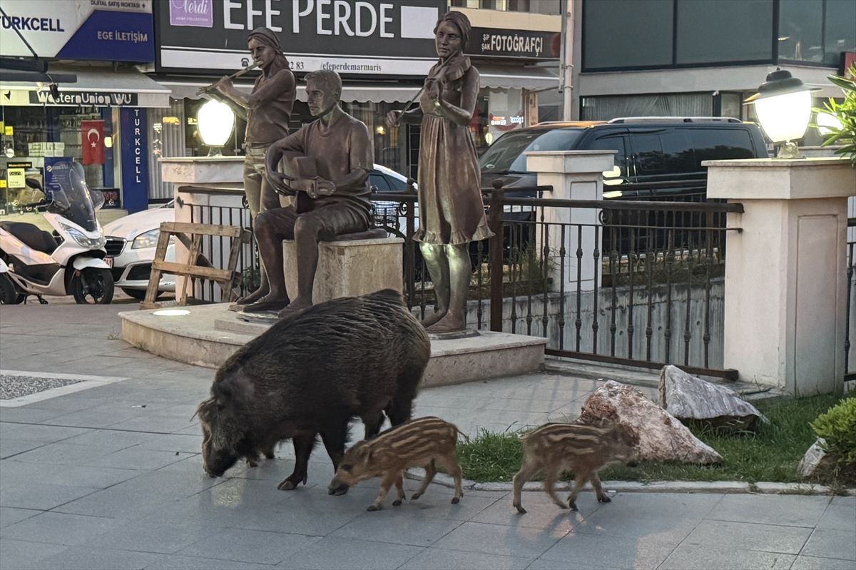 Son dakika bilgilerine göre, Yaban domuzları yiyecek bulmak için şehir