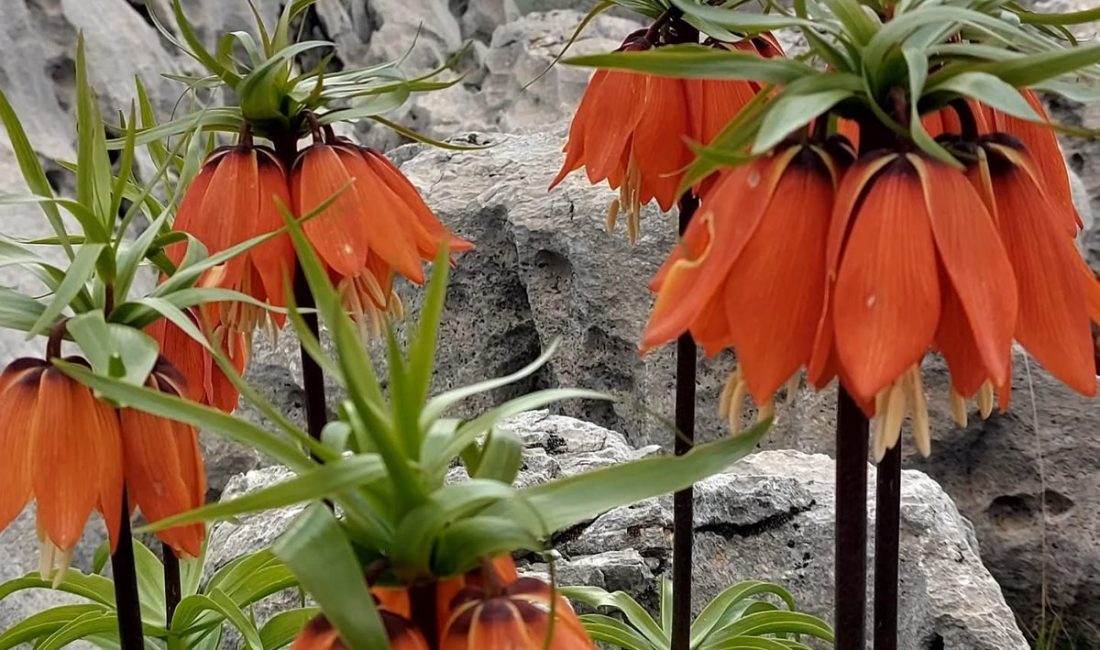 Gündeme gelen son gelişmelere göre, Ters Laleler Doğada Görülmeye Başlandı