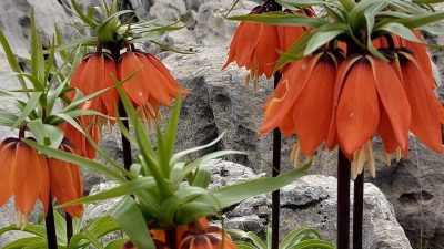 Gündeme gelen son gelişmelere göre, Ters Laleler Doğada Görülmeye Başlandı