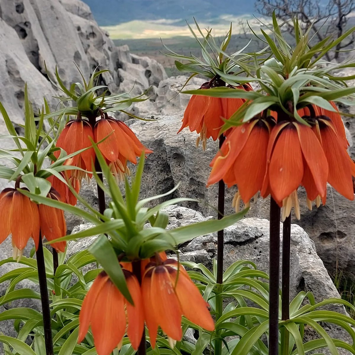 Gündeme gelen son gelişmelere göre, Ters Laleler Doğada Görülmeye Başlandı
