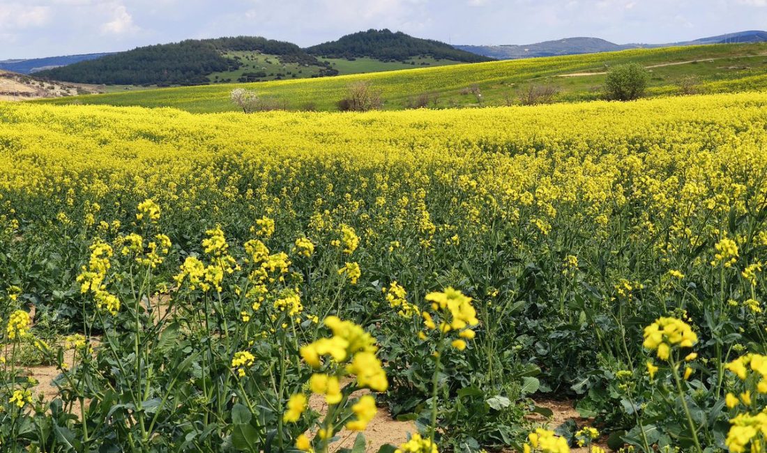 Trakya’nın Sarı Altını: Kanola Tarlaları Ekonomiye Renk Katıyor Gündeme gelen son gelişmelere göre, Trakya’da kanola sevinci: Ekim alanı