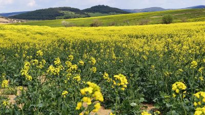 Gündeme gelen son gelişmelere göre, Trakya’da kanola sevinci: Ekim alanı