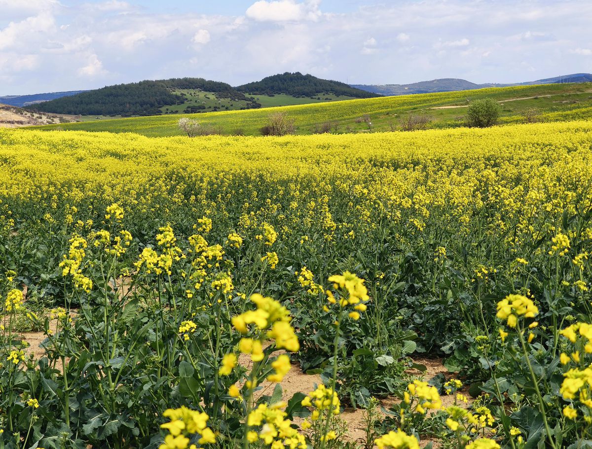 Gündeme gelen son gelişmelere göre, Trakya’da kanola sevinci: Ekim alanı