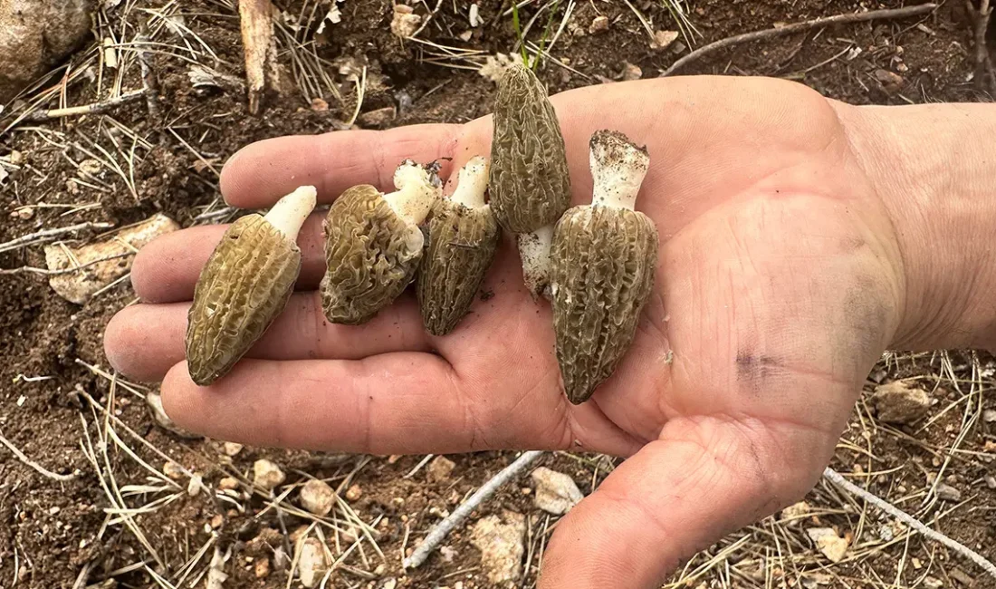 Kamuoyunda büyük yankı uyandıran bu haberde, Felaketin Ardından Gelen Bereket: